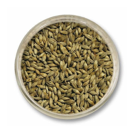 słód piwowarski pale ale - słody do piwa - słód strzegom pale ale - polskie słody do domowego piwa