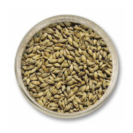 słód piwowarski pilzneński - słody do piwa - słód weyermanna - słody do domowego piwa